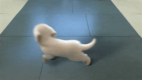 dancing dog gif|More.